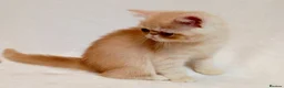 Exotic cats for sale: 2 Chubby Kittens - Advert 8