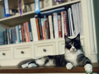 Maine Coon cats - Advert 2