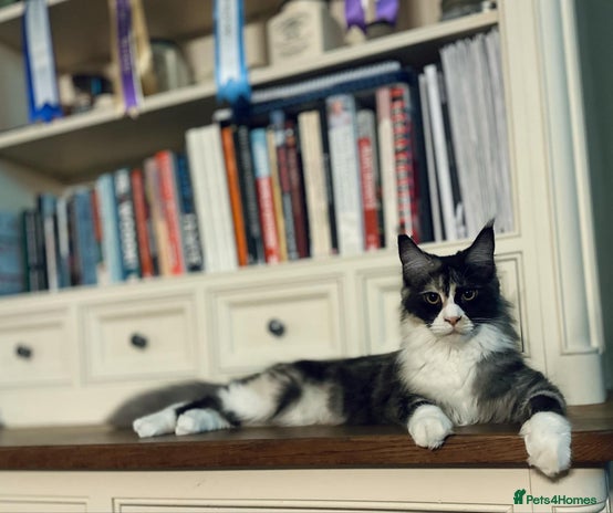 Maine Coon cats - Advert 2