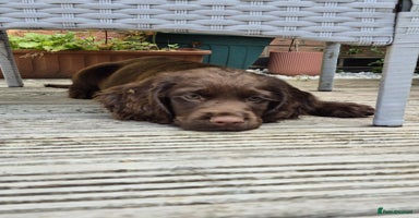 Cocker Spaniel dogs in Grimsby - Advert 2