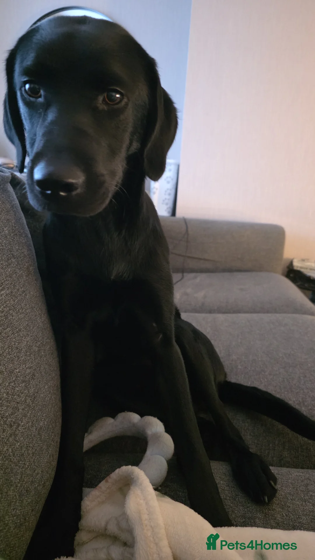 Labrador Retriever dogs for sale: Black labrador - Advert 5