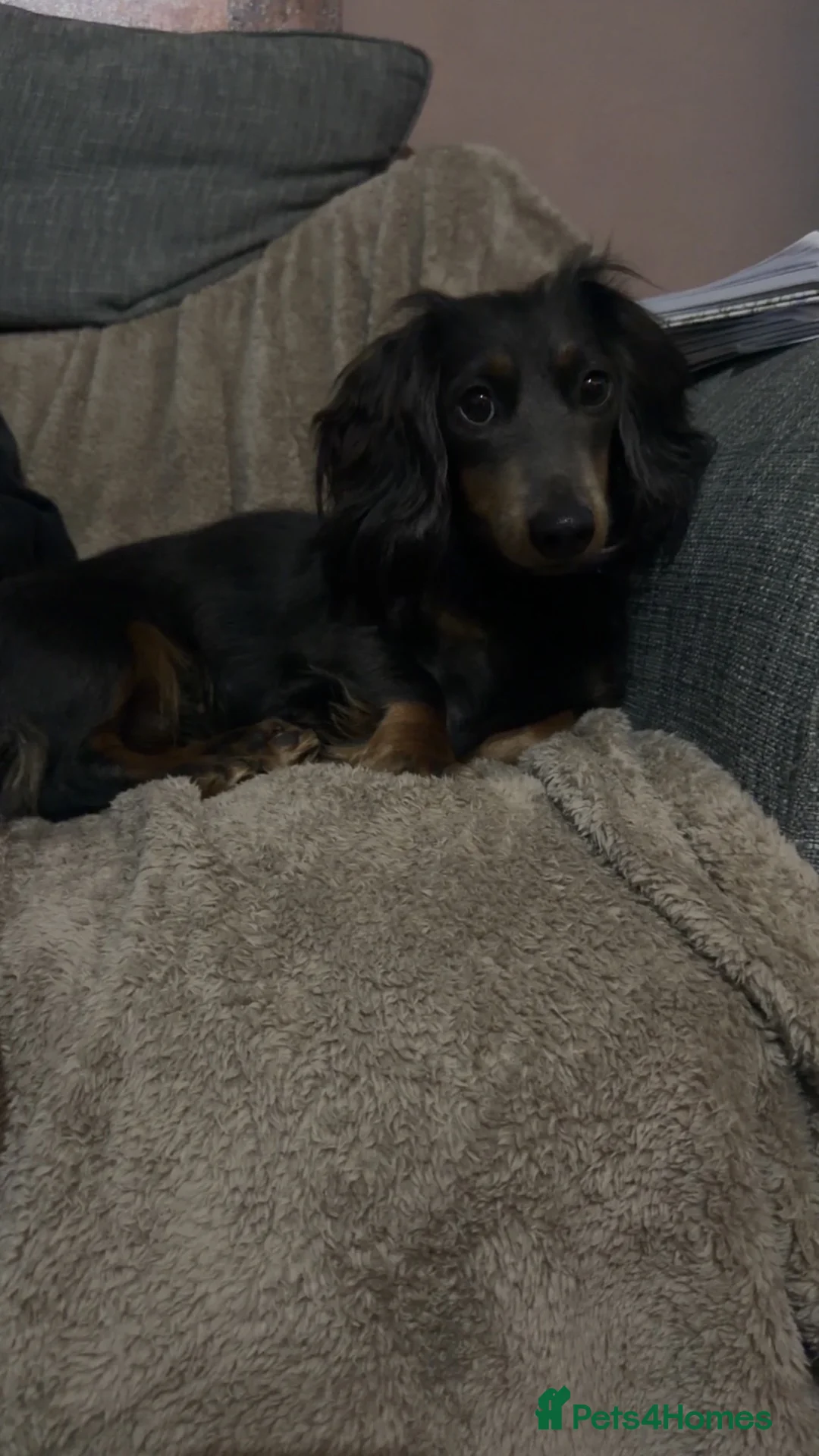 Dachshund dogs for sale: Dachshund puppies in Manchester - Advert 10