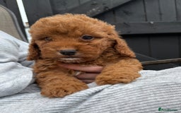 Cockapoo dogs for sale: Cockerpoo Puppies - Image 27