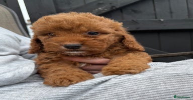 Cockapoo dogs - Advert 13