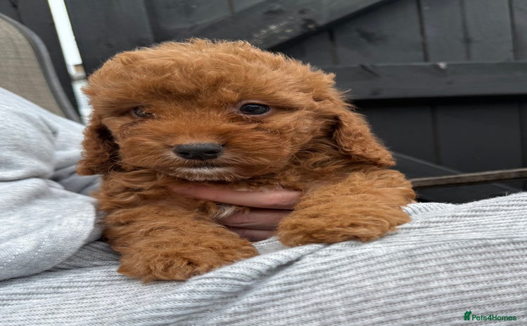 Cockapoo dogs - Advert 8