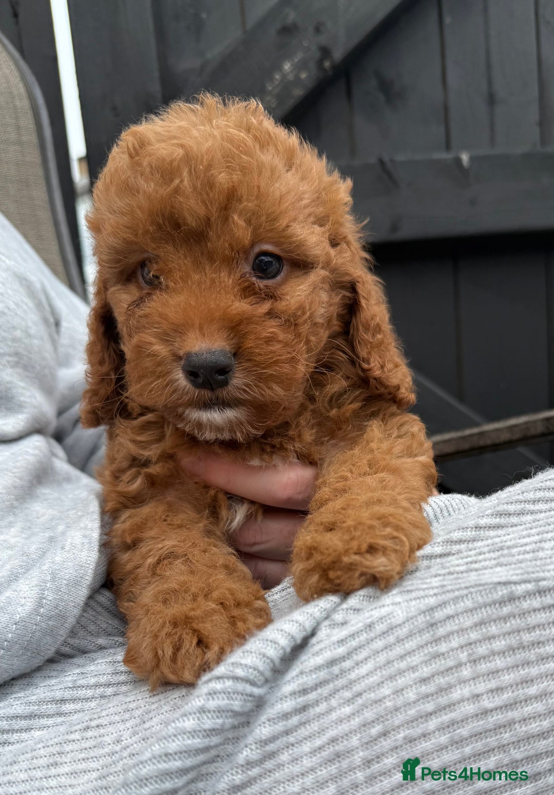 Cockapoo dogs for sale: Cockerpoo Puppies - Image 27