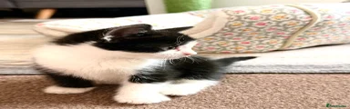 Mixed Breed Kitten 4