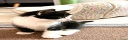 Mixed Breed cats for sale: 🐾 Clean, Healthy Bombay x Turkish Van Kittens - Advert 31