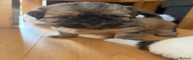 Shih Tzu 5