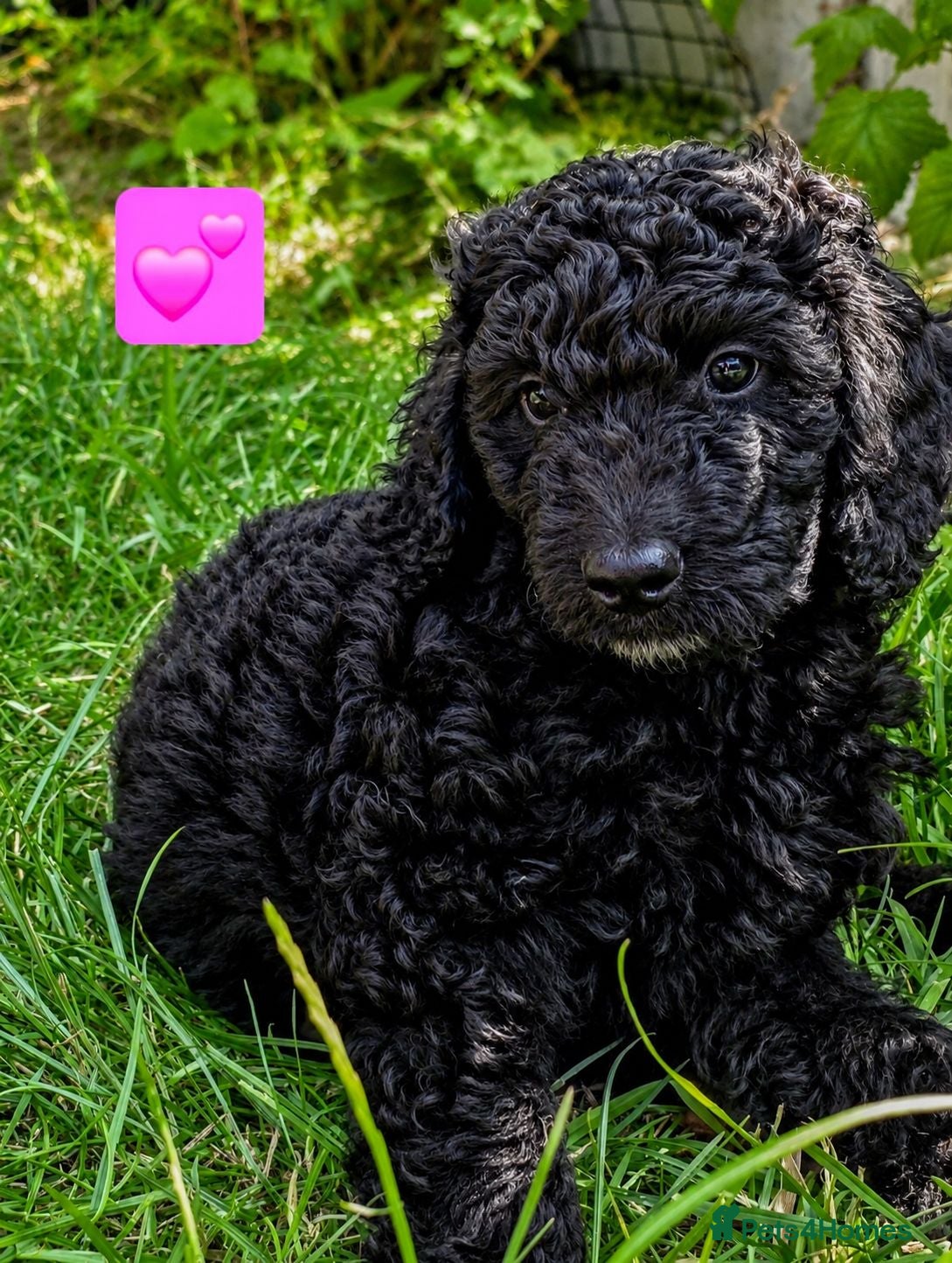 Cockapoo dogs Extensively Health Tested Cockapoo Puppies - Advert 2