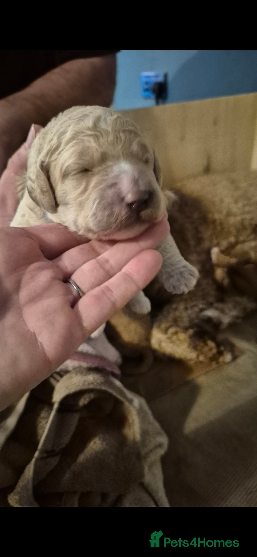 Australian Labradoodle dogs for sale: Australian Labradoodle Puppies  - Advert 2