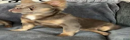 French Bulldog dogs for stud: Bronson Fluffy FrenchBulldog  - Advert 4