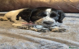 Cocker Spaniel dogs for sale: Cocker spaniel pups ready now!!  - Image 6