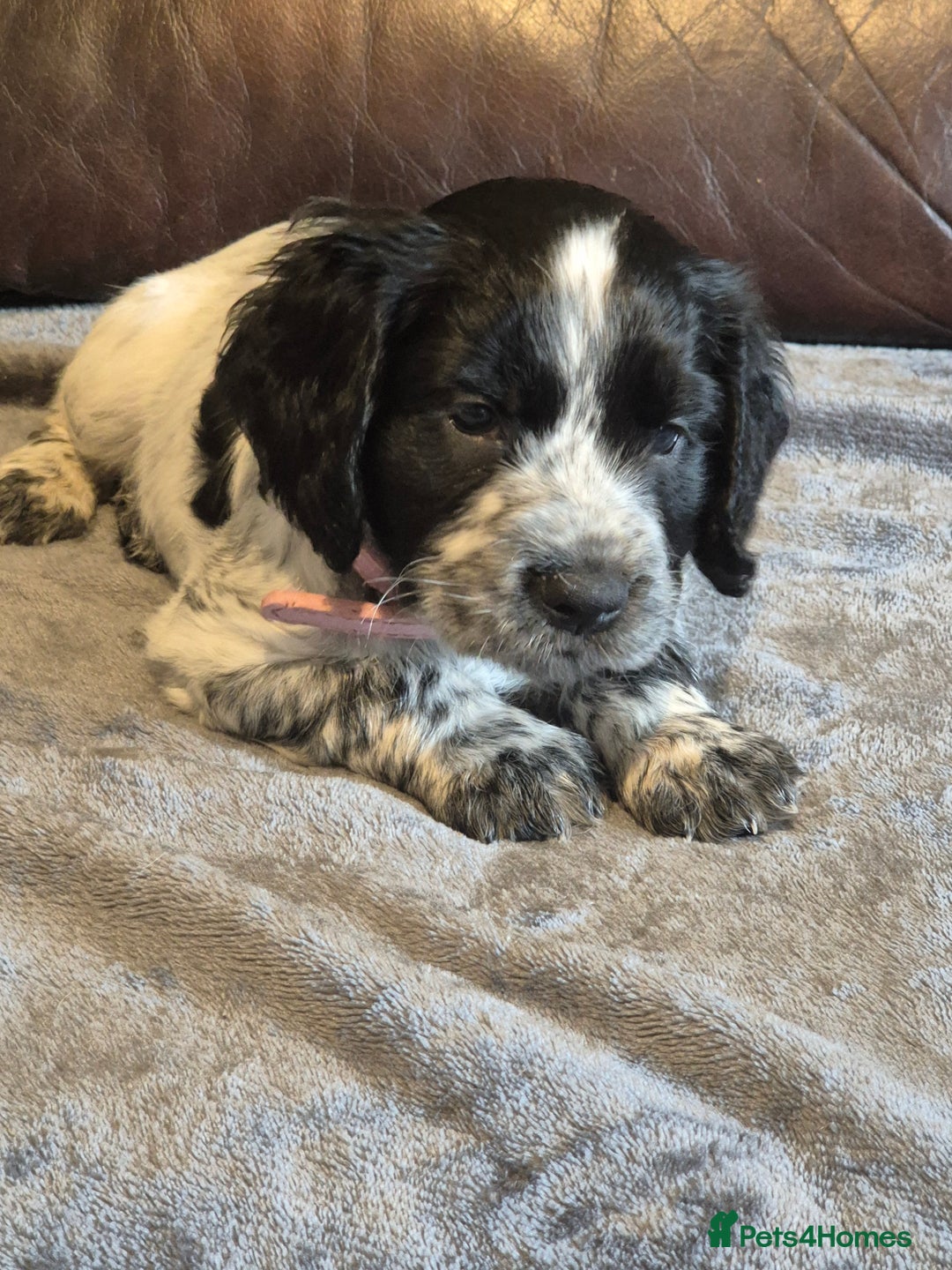 Cocker Spaniel dogs for sale: Cocker spaniel pups ready now!!  - Image 6