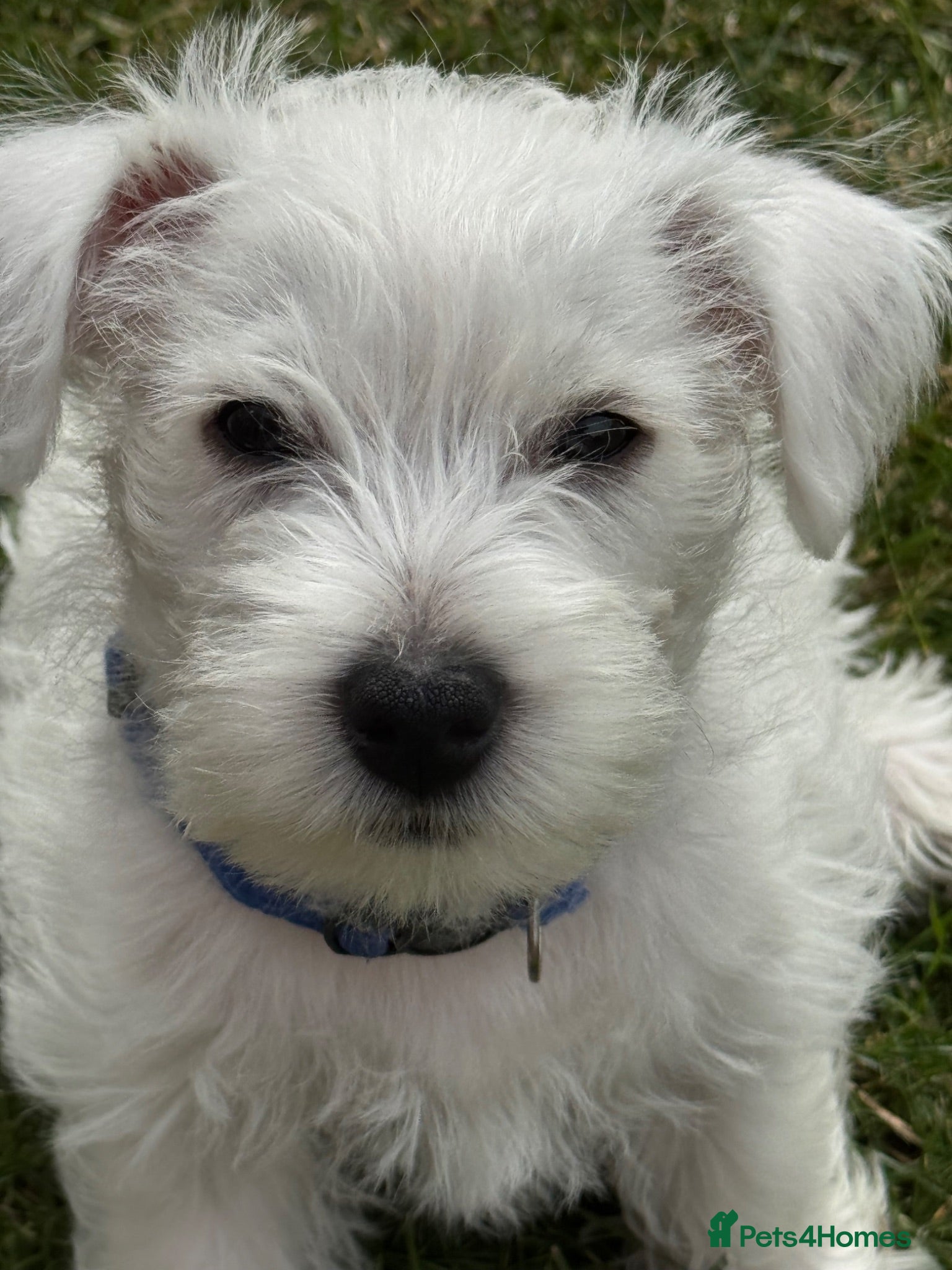 West Highland Terrier dogs I am ready for my for my forever home  - Advert 1