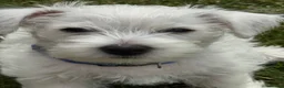 West Highland Terrier dogs for sale: I am ready for my for my forever home  - Advert 1