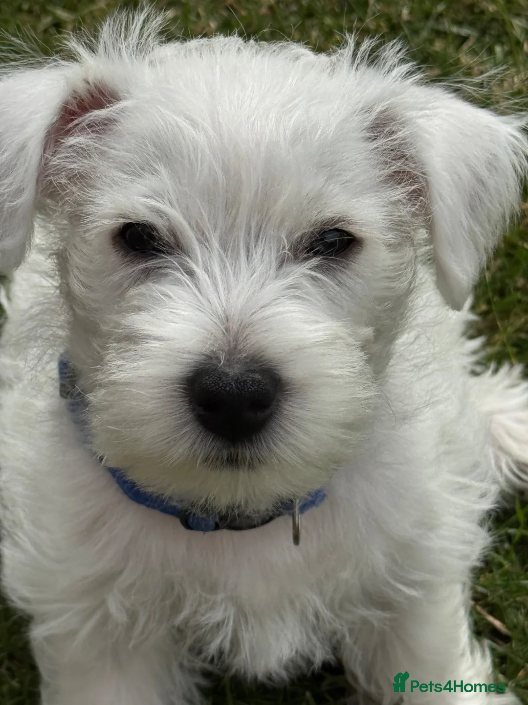 West Highland Terrier dogs for sale: I am ready for my for my forever home  - Advert 1