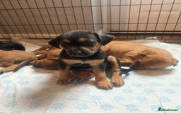 Mixed Breed dogs for sale: Rottweiler cross saluki puppies  - Image 19