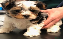 Biewer Terrier dogs for sale: World's best puppies. Intelligent, funny, loving. - Image 4