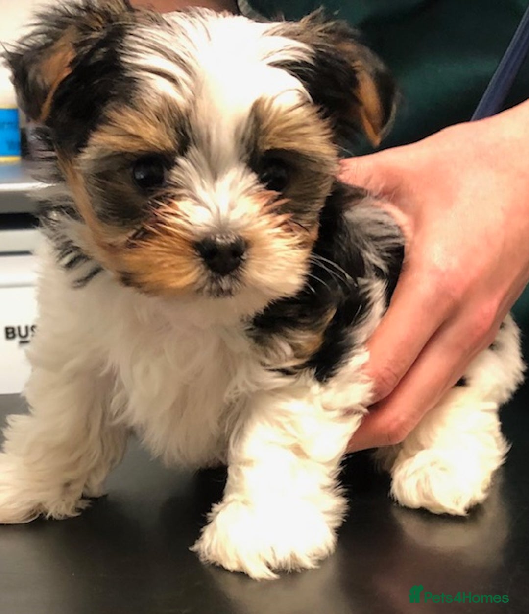Biewer Terrier dogs for sale: World's best puppies. Intelligent, funny, loving. - Image 4