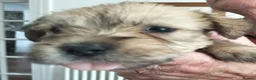 Glen of Imaal Terrier dogs for sale: Glen of Imaal puppies! - Advert 4