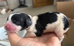 Cavapoo dogs for sale: 2 cavapoos left from a stunning litter - Image 4