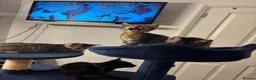 Mixed Breed cats for sale: Stormpoint Bengals x Kittens in Enfield - Advert 4
