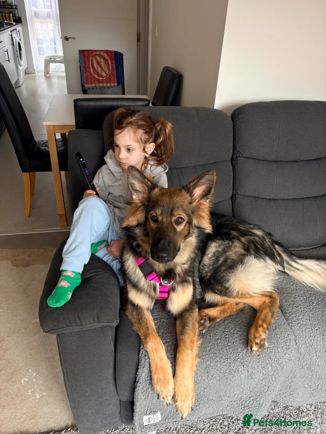 German Shepherd dogs for sale: German shepherd dog  in Newton Abbot - Advert 1