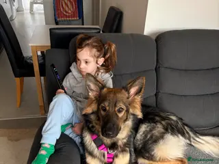 German Shepherd dogs German shepherd dog - Advert 11