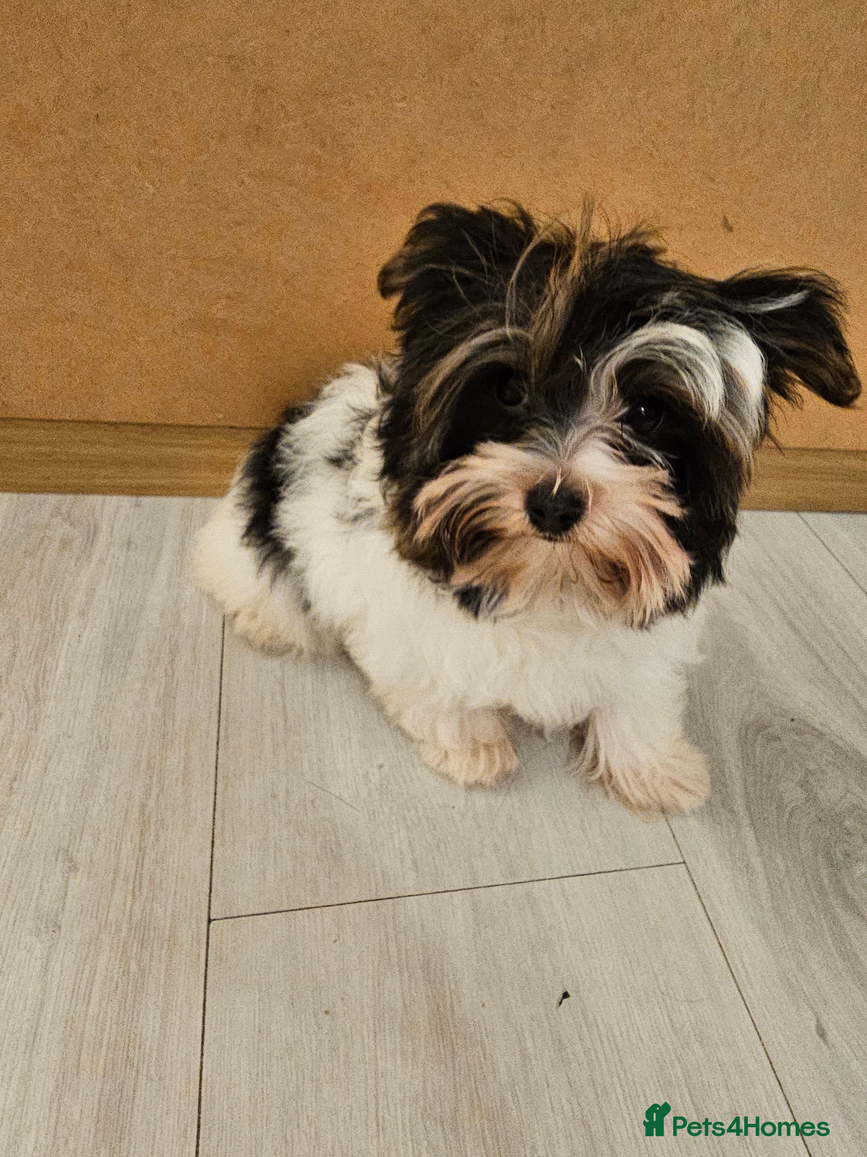 Biewer Terrier dogs Biewer terrier  - Advert 2