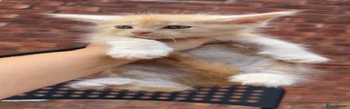 Maine Coon 2