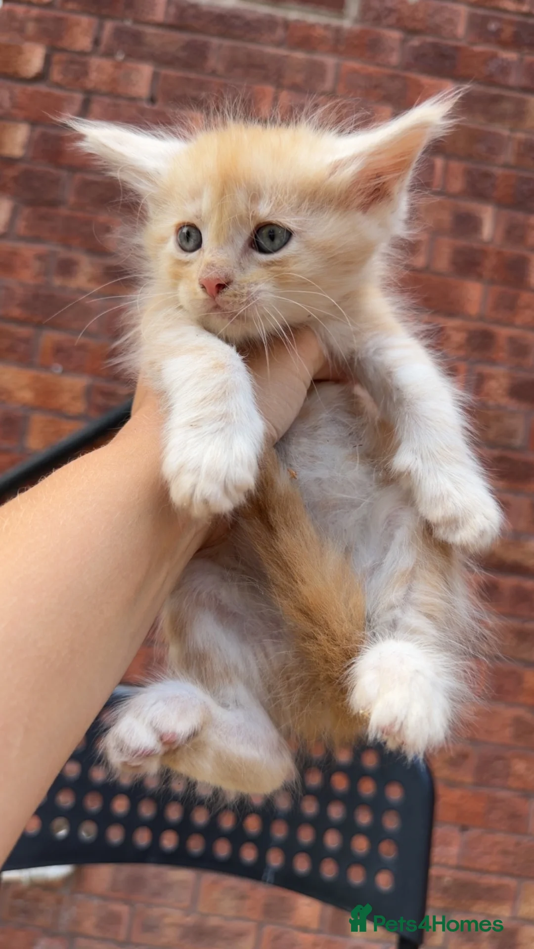 Maine Coon cats for sale: Mainecoone kittens  - Advert 2