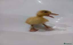 Ducks poultry for sale: Bantam Silver Appleyard Ducklings - Image 3