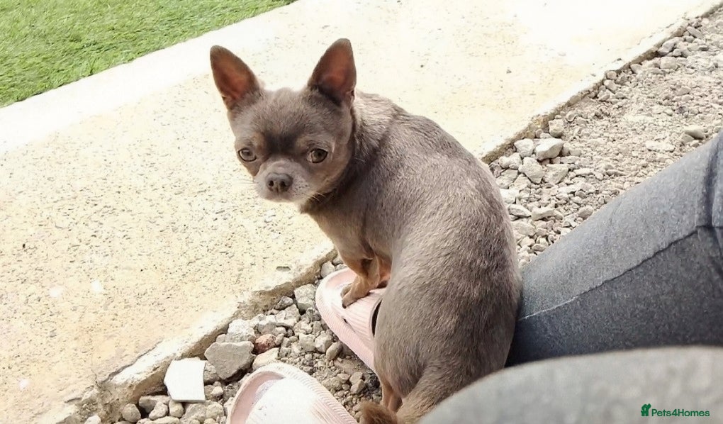 Chihuahua dogs KC reg-Health tested-PROVEN  - Advert 9