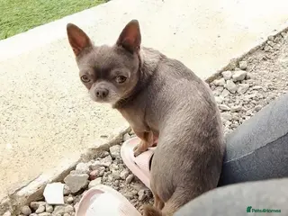 Chihuahua dogs KC reg-Health tested-PROVEN - Advert 9