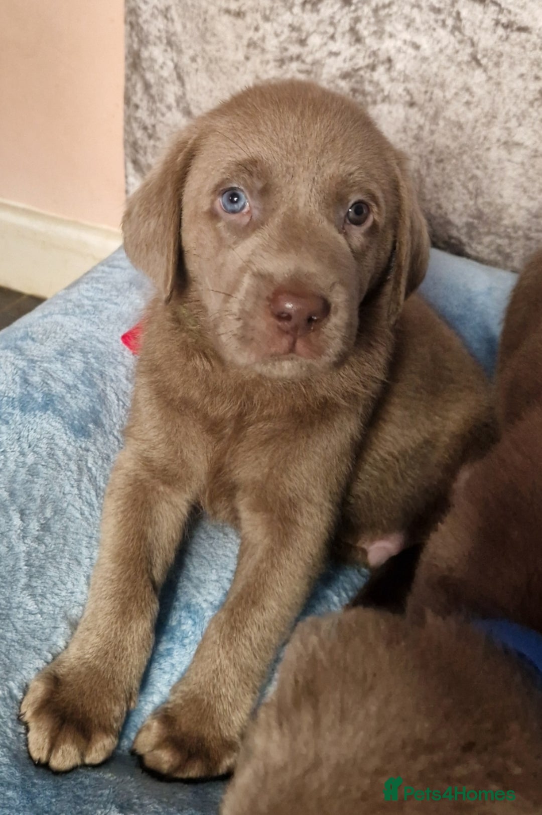 Labrador Retriever dogs for sale: Adorable Silver Labrador Puppies  - Image 12
