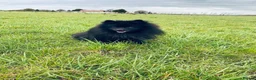 Pomeranian dogs for stud: Black Pomeranian stud dog in Hayes - Advert 4