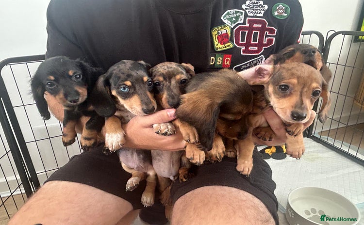 Miniature Dachshund dogs - Advert 1