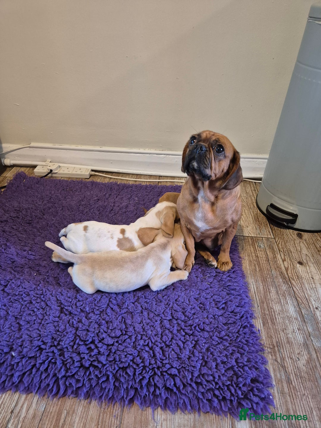 Mixed Breed dogs for sale: Pug x king charles cavalier  - Image 3