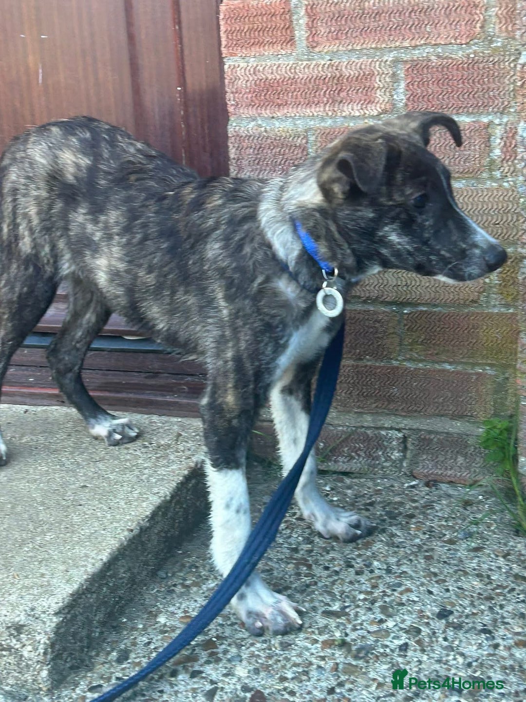 Mixed Breed dogs for adoption: Button - Norwich Norfolk  - Image 2