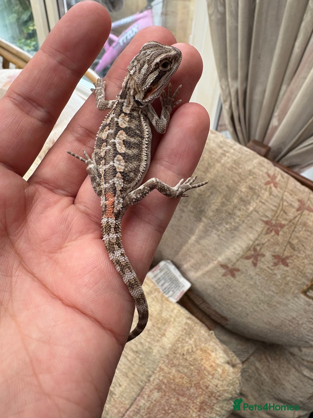 Bearded Dragon reptiles for sale: Female bearded dragon - Image 1