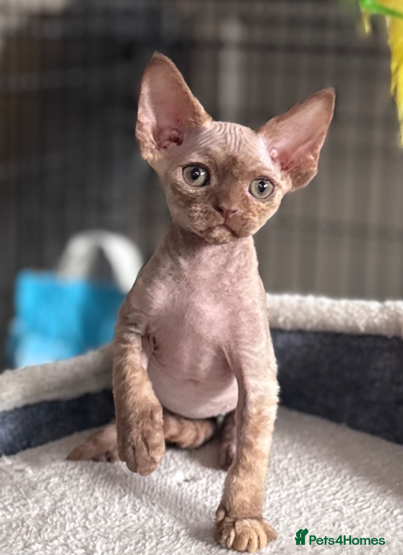 Devon Rex cats Pedigree Devon Rex Kittens  - Advert 13