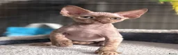 Devon Rex cats for sale: Pedigree Devon Rex Kittens  - Advert 2