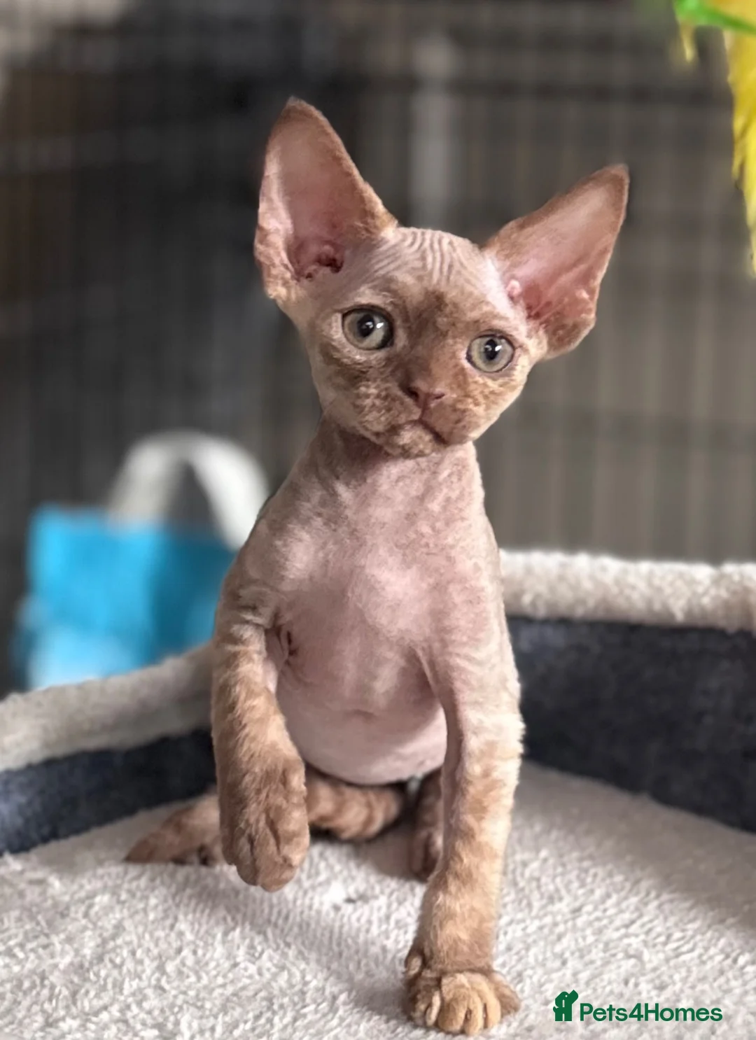 Devon Rex cats for sale: Pedigree Devon Rex Kittens  - Advert 2