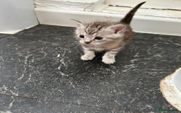 Mixed Breed cats for sale: Maine coon x kittens  - Image 7