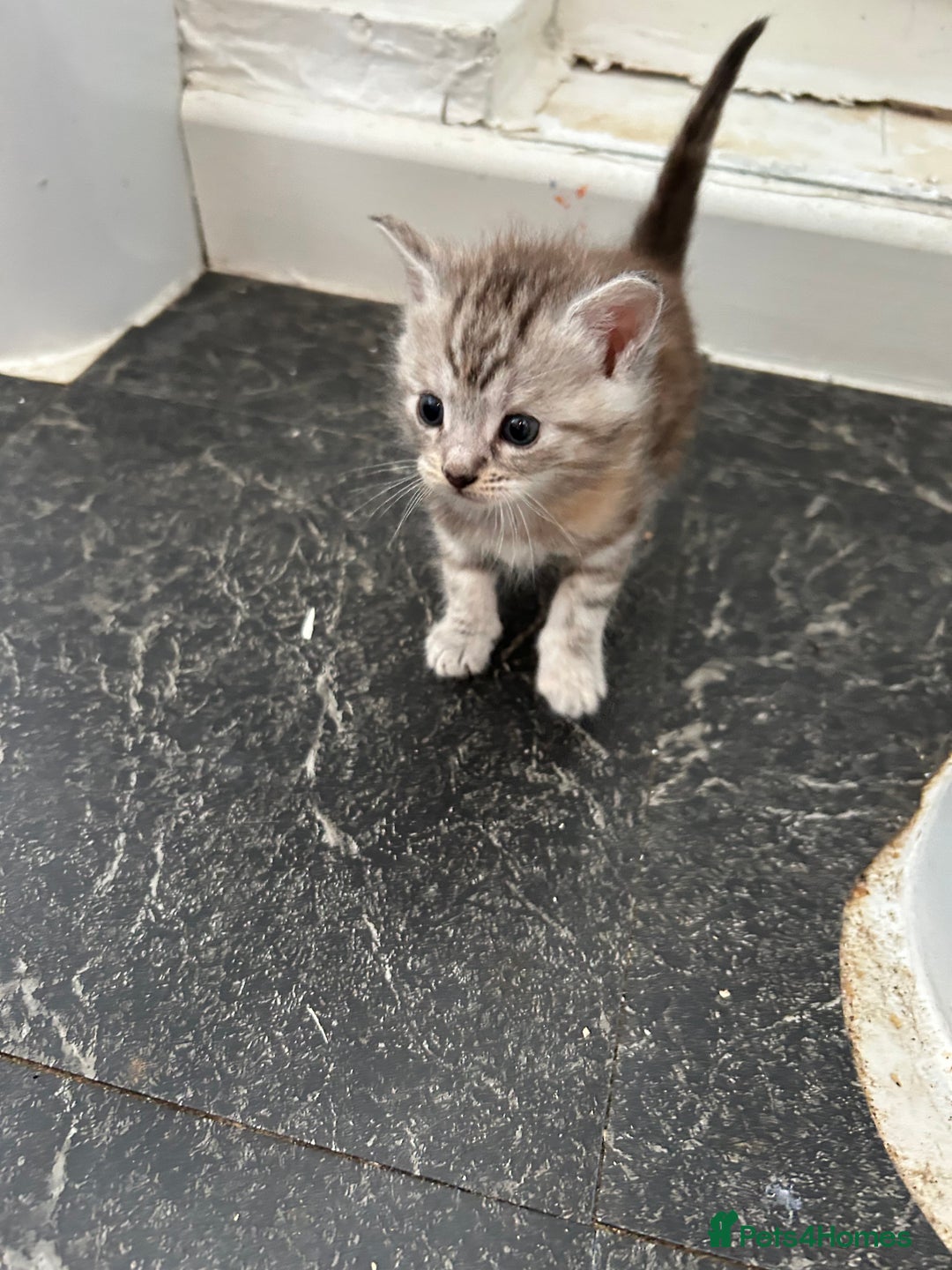 Mixed Breed cats for sale: Maine coon x kittens  - Image 7