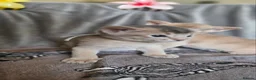 Abyssinian cats for sale: Beautiful Abyssinian Kittens  - Advert 15