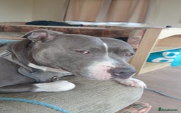 Mixed Breed dogs for stud: Blue staff 💙  - Image 2