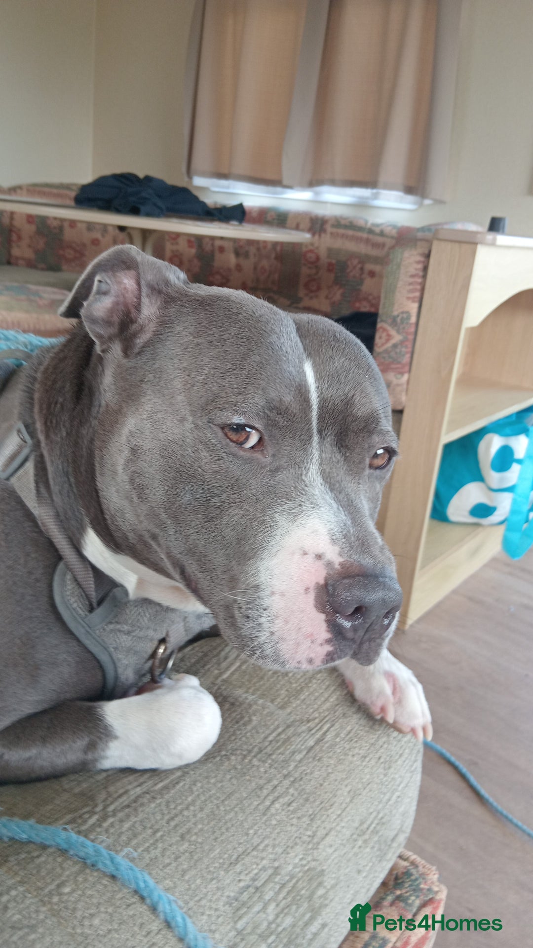 Mixed Breed dogs for stud: Blue staff 💙  - Image 2