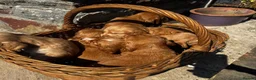 Cocker Spaniel dogs for sale: GORGEOUS GOLDEN HEALTH TESTED COCKER PUPPIES - Advert 8